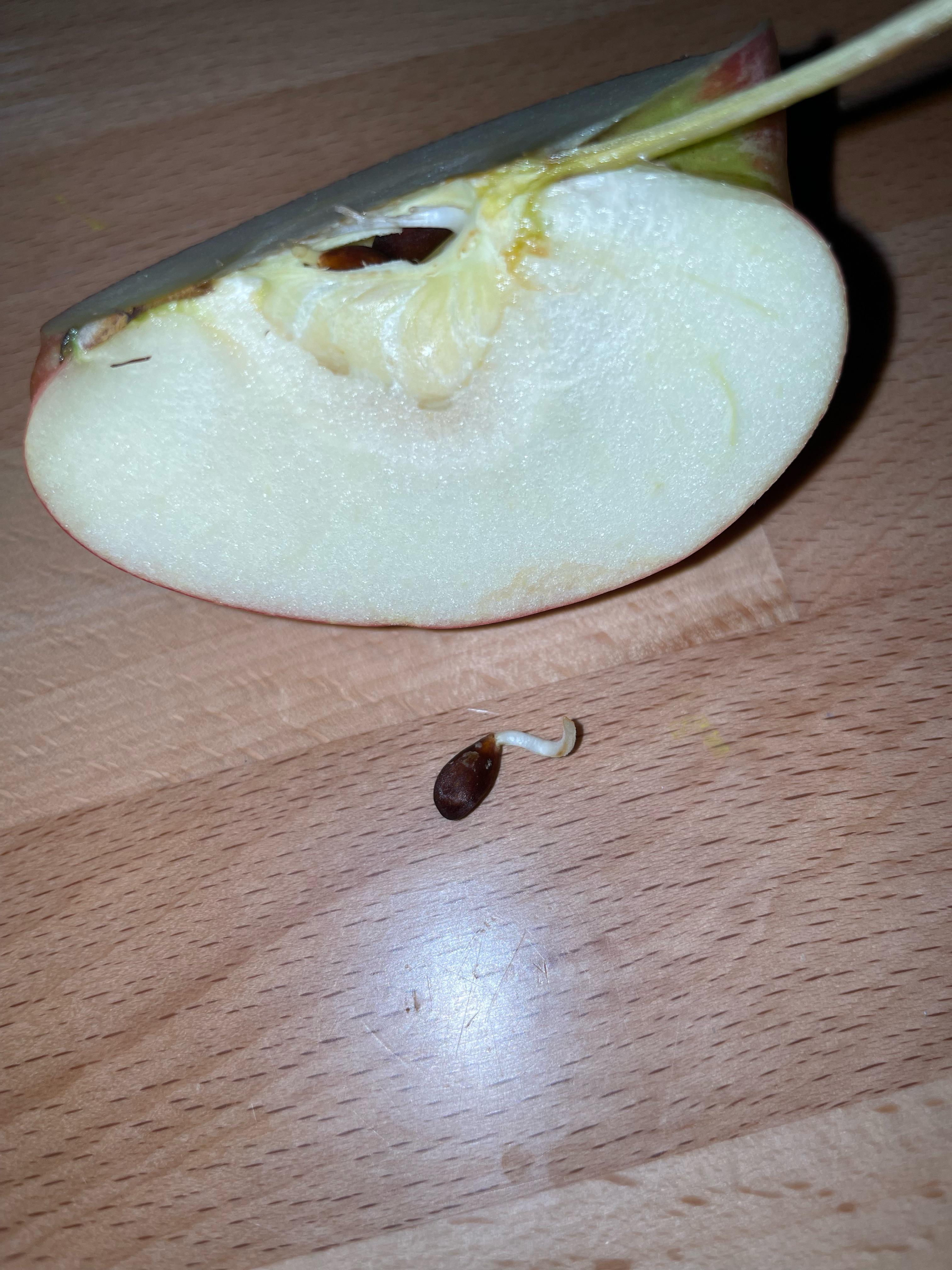 Apple Seed Growing: A Stepbystep Guide To Successful Sprouting ...