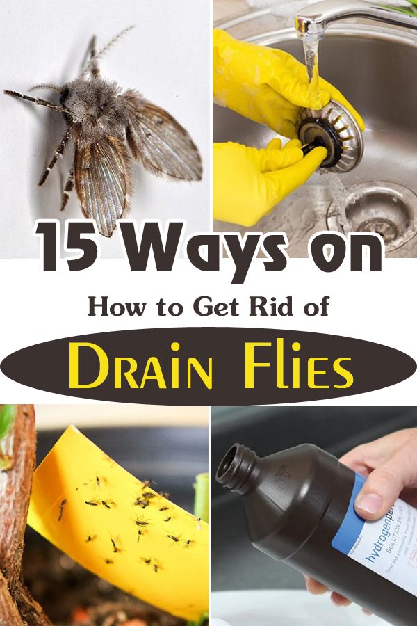 How To Get Rid Of Drain Flies How I Get Rid Of