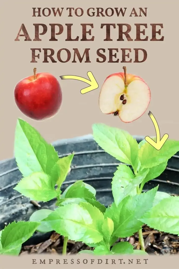 How To Plant Apple Seeds - PhishMe Reporter Demo