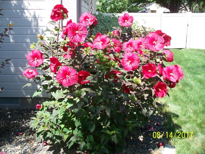 How To Prune Hibiscus 1 Best Tips Revealed