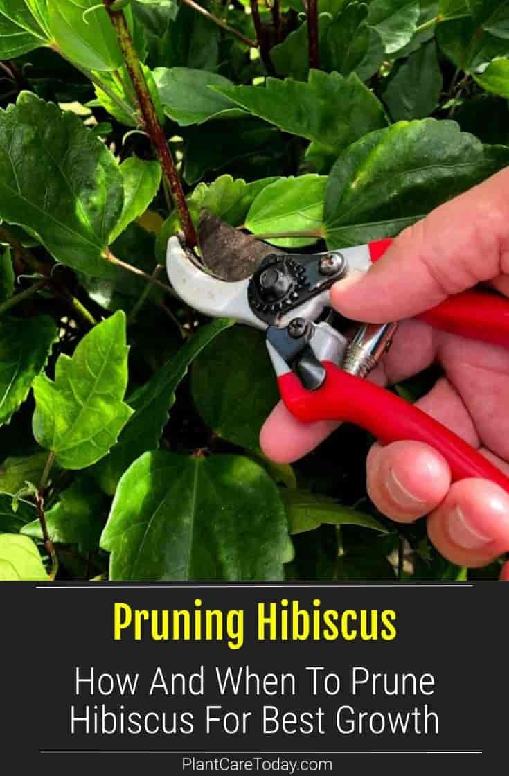 How To Prune Hibiscus