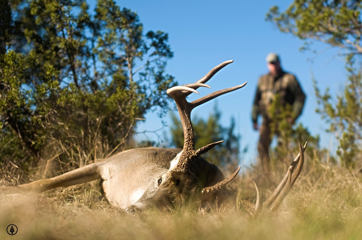 Deer Skinning 101: A Stepbystep Guide For Efficient Processing ...