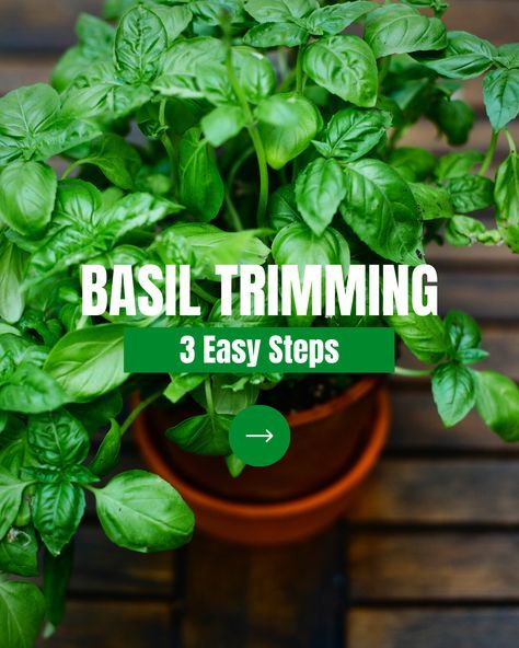 How To Trim Basil